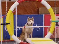 وای سگم-Oh My Dog1