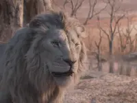 موفاسا: شیرشاه-Mufasa: The Lion King موفاسا: شیرشاه-Mufasa: The Lion King